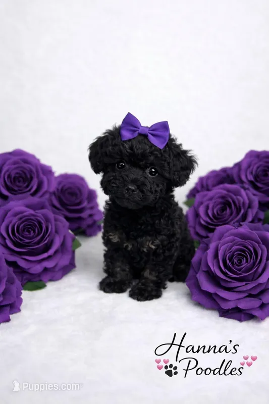 AKC Black Female 5-6lbs as adult 