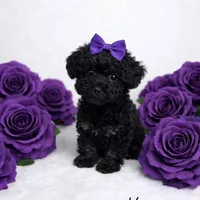 AKC Black Female 6lbs as adult , a female Poodle - Toy  for sale in Plantation Acres, FL – Photo 1 of 5