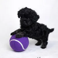 AKC Black Female 6lbs as adult , a female Poodle - Toy  for sale in Plantation Acres, FL – Photo 5 of 5