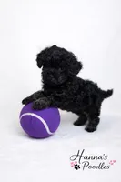 AKC Black Female 5-6lbs as adult , a female Poodle - Toy  for sale in Plantation Acres, FL – Photo 5 of 5