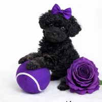 AKC Black Female 6lbs as adult , a female Poodle - Toy  for sale in Plantation Acres, FL – Photo 4 of 5