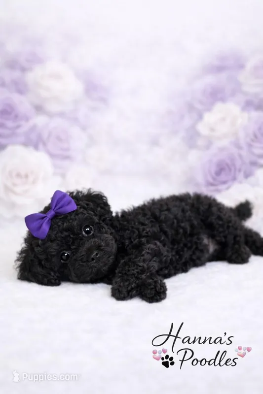 AKC Black Female 6lbs as adult  – Poodle - Toy  puppy for sale in Plantation Acres, FL
