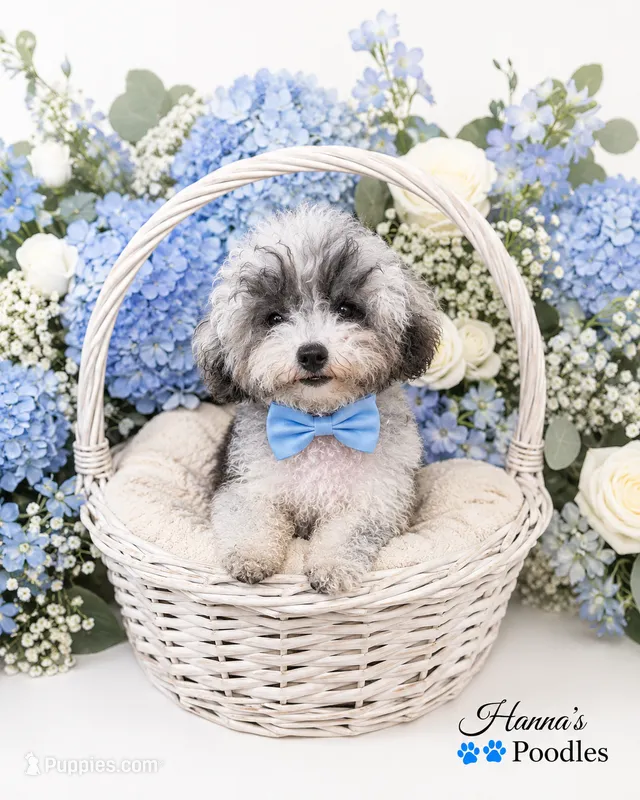 AKC Tcup Poodle 3pounds full grown  – Poodle - Toy  puppy for sale in Plantation Acres, FL