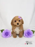 AKC Apricot Female charting 6lbs, a female Poodle - Toy  for sale in Plantation Acres, FL – 4 of 8