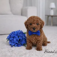 AKC Blue Toy Poodle Puppy 7-8lbs as adult , a male Poodle - Toy  for sale in Plantation Acres, FL – Photo 3 of 5