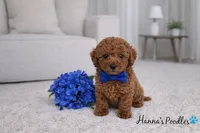 AKC Blue Toy Poodle Puppy 8-10lbs as adult , a male Poodle - Toy  for sale in Plantation Acres, FL – Photo 3 of 5