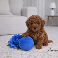 AKC Blue Toy Poodle Puppy 7-8lbs as adult , a male Poodle - Toy  for sale in Plantation Acres, FL – Photo 4 of 5