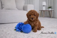 AKC Blue Toy Poodle Puppy 8-10lbs as adult , a male Poodle - Toy  for sale in Plantation Acres, FL – Photo 4 of 5