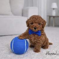 AKC Blue Toy Poodle Puppy 7-8lbs as adult , a male Poodle - Toy  for sale in Plantation Acres, FL – Photo 2 of 5