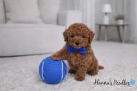 AKC Blue Toy Poodle Puppy 8-10lbs as adult , a male Poodle - Toy  for sale in Plantation Acres, FL – Photo 2 of 5