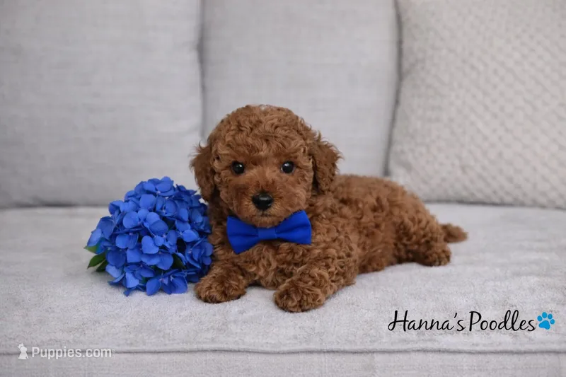 AKC Blue Toy Poodle Puppy 8-10lbs as adult , a male Poodle - Toy  for sale in Plantation Acres, FL – Photo 1 of 5