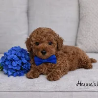 AKC Blue Toy Poodle Puppy 7-8lbs as adult , a male Poodle - Toy  for sale in Plantation Acres, FL – Photo 1 of 5