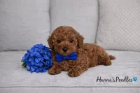 AKC Blue Toy Poodle Puppy 8-10lbs as adult , a male Poodle - Toy  for sale in Plantation Acres, FL – Photo 1 of 5