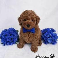 AKC Blue Toy Poodle Puppy 7-8lbs as adult , a male Poodle - Toy  for sale in Plantation Acres, FL – Photo 5 of 5
