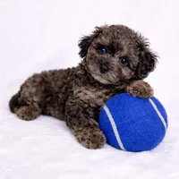 AKC 1 partial blue eye 7-8lbs as adult , a male Poodle - Toy  for sale in Plantation Acres, FL – Photo 1 of 5