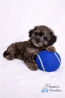 AKC 1 partial blue eye 6-8lbs as adult , a male Poodle - Toy  for sale in Plantation Acres, FL – Photo 1 of 5
