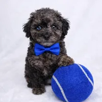 AKC 1 partial blue eye 7-8lbs as adult , a male Poodle - Toy  for sale in Plantation Acres, FL – Photo 5 of 5
