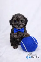 AKC 1 partial blue eye 6-8lbs as adult , a male Poodle - Toy  for sale in Plantation Acres, FL – Photo 5 of 5