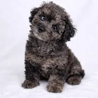 AKC 1 partial blue eye 7-8lbs as adult , a male Poodle - Toy  for sale in Plantation Acres, FL – Photo 3 of 5