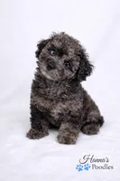 AKC 1 partial blue eye 6-8lbs as adult , a male Poodle - Toy  for sale in Plantation Acres, FL – Photo 3 of 5