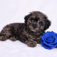 AKC 1 partial blue eye 7-8lbs as adult , a male Poodle - Toy  for sale in Plantation Acres, FL – Photo 4 of 5