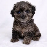 AKC 1 partial blue eye 7-8lbs as adult , a male Poodle - Toy  for sale in Plantation Acres, FL – Photo 2 of 5