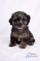 AKC 1 partial blue eye 6-8lbs as adult , a male Poodle - Toy  for sale in Plantation Acres, FL – Photo 2 of 5