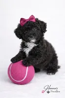 AKC Black Tuxedo 6-7lbs as adult , a female Poodle - Toy  for sale in Plantation Acres, FL – Photo 2 of 4