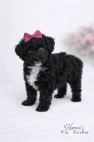 AKC Black Tuxedo 6-7lbs as adult , a female Poodle - Toy  for sale in Plantation Acres, FL – Photo 4 of 4
