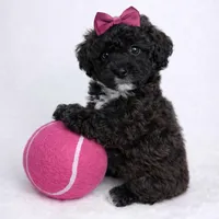 AKC Black Tuxedo 6lbs as adult , a female Poodle - Toy  for sale in Plantation Acres, FL – Photo 3 of 5