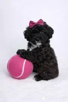 AKC Black Tuxedo 5-6lbs as adult , a female Poodle - Toy  for sale in Plantation Acres, FL – Photo 3 of 5