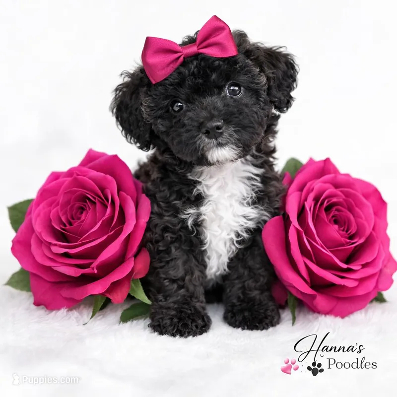 AKC Black Tuxedo 5-6lbs as adult 