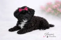 AKC Black Tuxedo 6-7lbs as adult , a female Poodle - Toy  for sale in Plantation Acres, FL – Photo 3 of 4