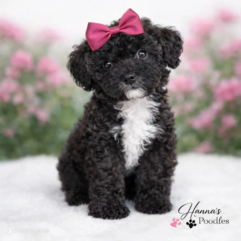 AKC Black Tuxedo 6lbs as adult  – Poodle - Toy  puppy for sale in Plantation Acres, FL