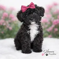 AKC Black Tuxedo 6-7lbs as adult , a female Poodle - Toy  for sale in Plantation Acres, FL – Photo 1 of 4