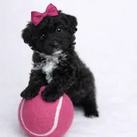 AKC Black Tuxedo 6lbs as adult , a female Poodle - Toy  for sale in Plantation Acres, FL – Photo 5 of 5