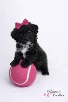 AKC Black Tuxedo 5-6lbs as adult , a female Poodle - Toy  for sale in Plantation Acres, FL – Photo 5 of 5