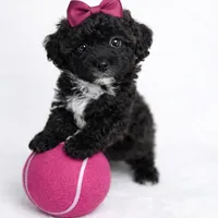 AKC Black Tuxedo 6lbs as adult , a female Poodle - Toy  for sale in Plantation Acres, FL – Photo 2 of 5