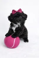 AKC Black Tuxedo 5-6lbs as adult , a female Poodle - Toy  for sale in Plantation Acres, FL – Photo 2 of 5