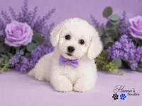 AKC Solid White Large Toy Poodle Male, a male Poodle - Toy  for sale in Plantation Acres, FL – 1 of 8