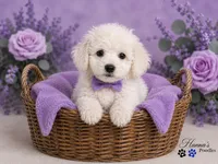 AKC Solid White Large Toy Poodle Male, a male Poodle - Toy  for sale in Plantation Acres, FL – 4 of 8