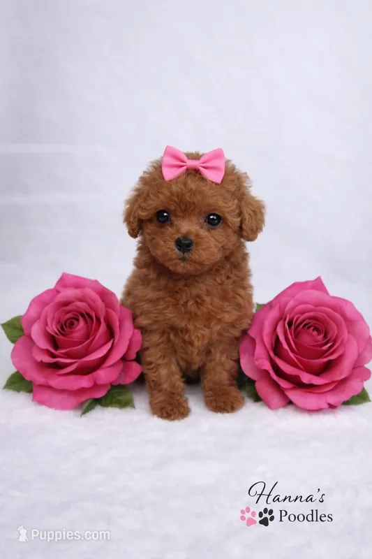 AKC Miss Peony Red Tcup Poodle 3-4lbs as adult Champion Bloodlines  – Poodle - Toy  puppy for sale in Plantation Acres, FL