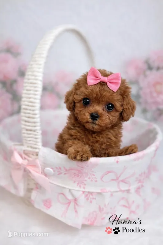 AKC Miss Peony Tcup Poodle 3-4lbs as adult Champion Bloodlines  – Poodle - Toy  puppy for sale in Plantation Acres, FL