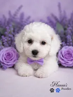 AKC Solid White Large Toy Poodle Male, a male Poodle - Toy  for sale in Plantation Acres, FL – 6 of 8