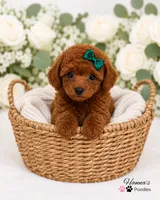AKC Miss Emerald Toy Poodle Puppy charting 6-7lbs, a female Poodle - Toy  for sale in Plantation Acres, FL – 2 of 5