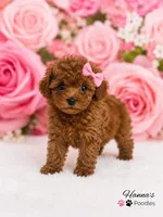 AKC Mahogany Red Female TCup Poodle , a female Poodle - Toy  for sale in Plantation Acres, FL – 3 of 8