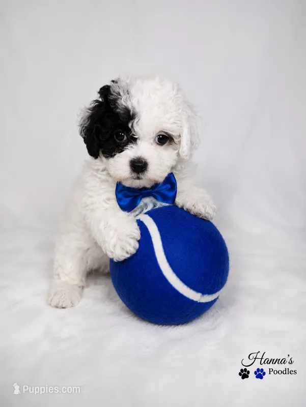 AKC Black Patch Solid White Male Large Toy  – Poodle - Toy  puppy for sale in Plantation Acres, FL