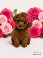 AKC Miss Pink Tiny Toy Poodle Puppy charting 5-6lbs as adult , a female Poodle - Toy  for sale in Plantation Acres, FL – 5 of 6