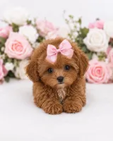 AKC Micro tcup poodle female charting 2-3lbs as adult , a female Poodle - Toy  for sale in Plantation Acres, FL – 2 of 6