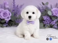 AKC Solid White Large Toy Poodle Male, a male Poodle - Toy  for sale in Plantation Acres, FL – 5 of 8